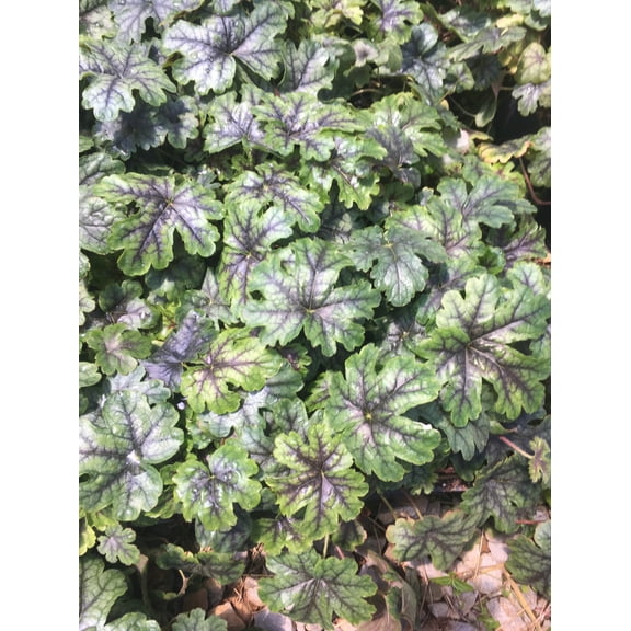 3 Tapestry Heucherella in 3.5 inch pots