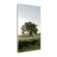 thumbnail image 2 of 19" x 28" Oak Tree - 84 By Alan Blaustein - Print on Canvas Fabric Multi-Color, 2 of 3
