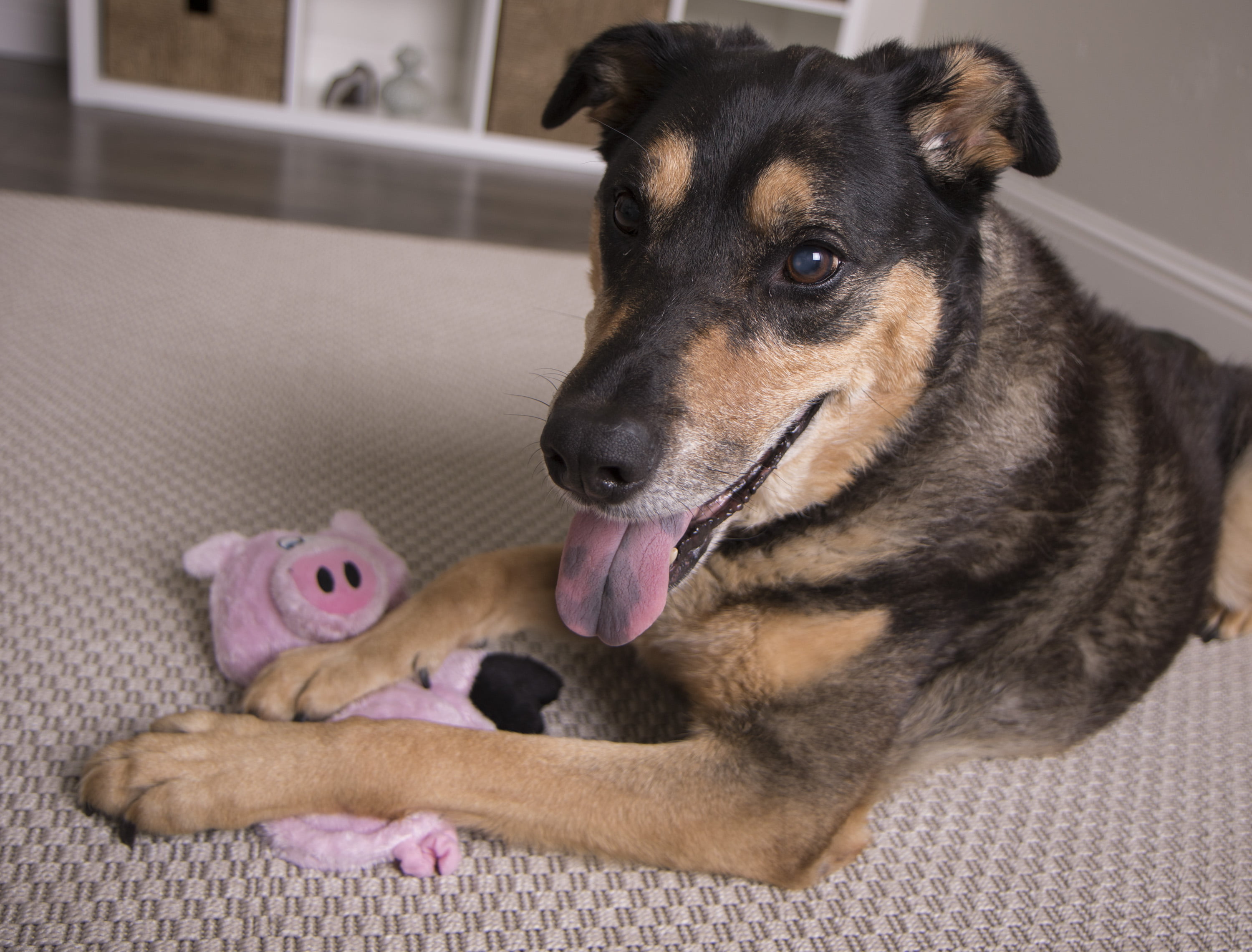 Pet Supplies : HEAR DOGGY! Flattie Elephant Silent Squeak Plush Dog Toy w/  Chew Guard Technology - Purple, Mini 