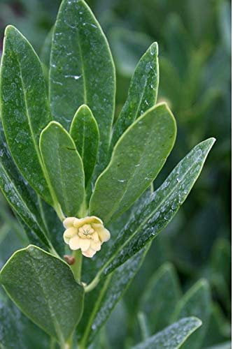 Anise Forest Green - 3 Live Plants - Illicium Parviflorum - Shade Loving Evergreen Hedge