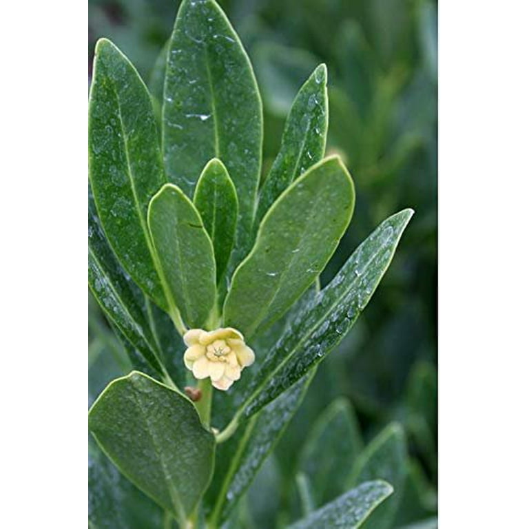 clusia water plant Clusia Hedge  Jungle Plants