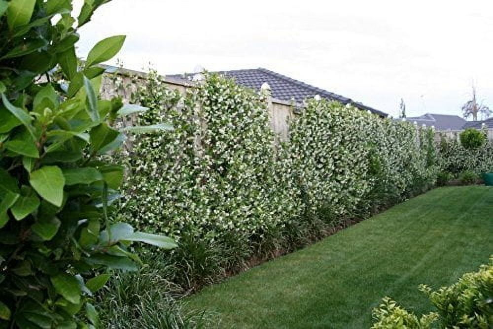 Jasmine Confederate  10 Live Plants  Trachelospermum Jasminoides  Fragrant Easy to Grow Vine Showy Blooms