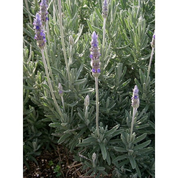 French Lavender Lavender dentata 4" Pot Indoors/Out