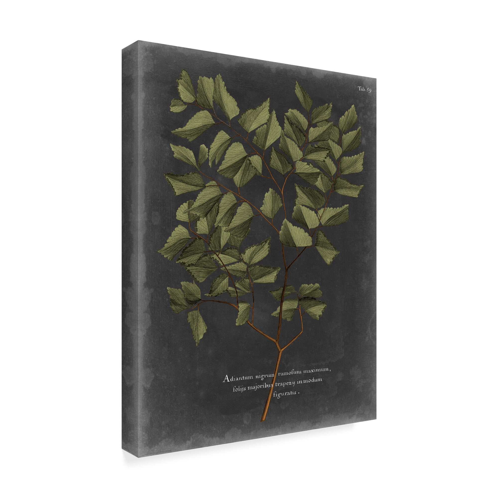 Trademark Fine Art 'Foliage Dramatique V' Canvas Art by Vision Studio
