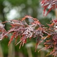 thumbnail image 2 of Perfect Plants Orangeola Japanese Maple Tree 1 Gallon, 2 of 6