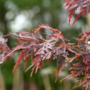 Perfect Plants Orangeola Japanese Maple Tree 1 Gallon