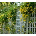 thumbnail image 2 of Yellow Carolina Jasmine Vine - Live Plant - ( 1 QT ) - Evergreen, 2 of 6