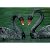 (TENVOLTS)Black Swan Resin Diamond Painting 5D Square Full Drill Rhinestone Mosaic