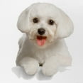 thumbnail image 2 of CafePress - Bichon Frise - Adjustable Unisex Printed Trucker Hat with Mesh Back, 2 of 10