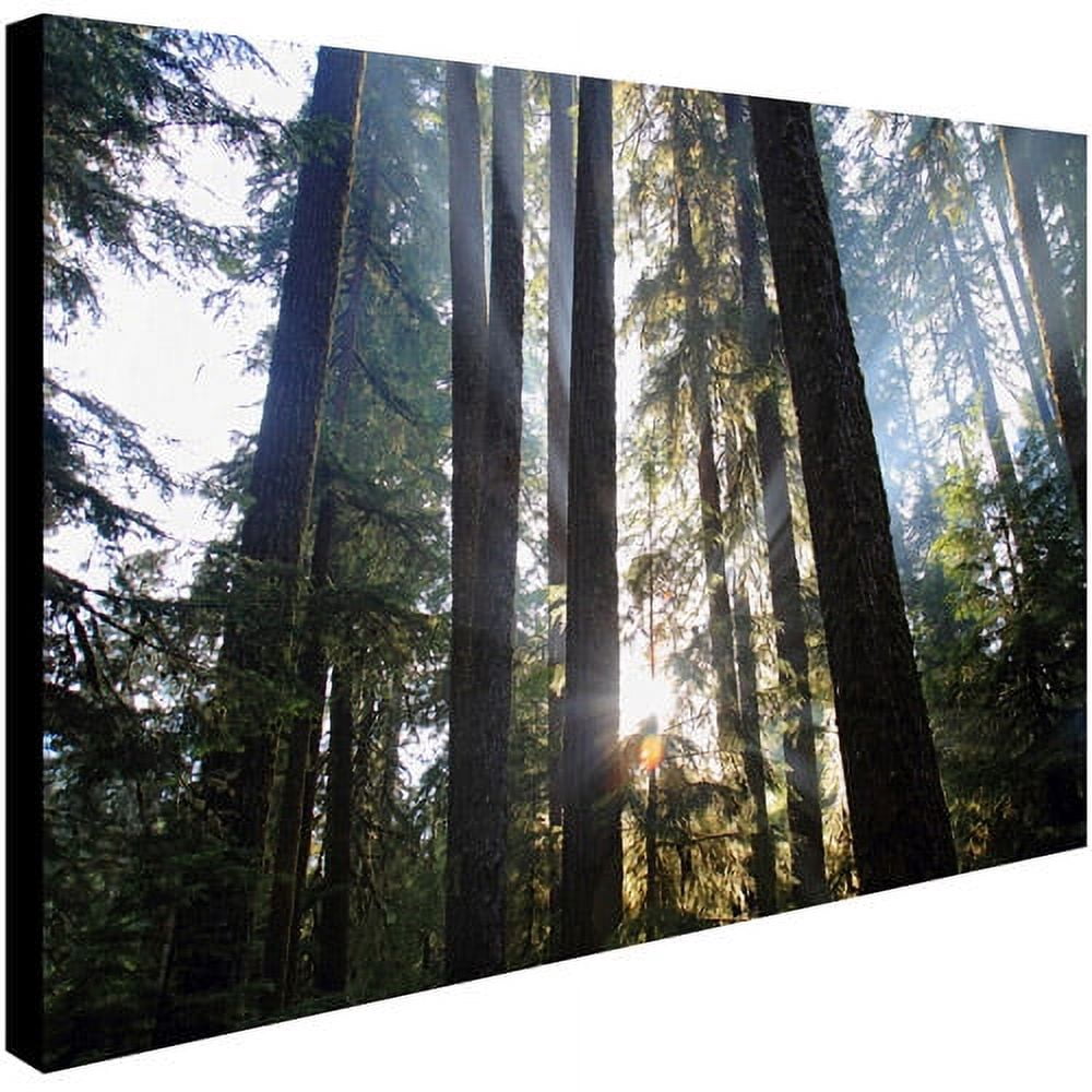 Trademark Fine Art "Sunrays" Canvas Art by Pierre Leclerc