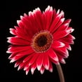 thumbnail image 2 of Frank, Assaf 20x20 Black Ornate Wood Framed with Double Matting Museum Art Print Titled - AF20120911 Gerbera 036C20, 2 of 4
