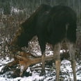 thumbnail image 4 of Heavy Weight Mineral 20lb By Rack Stacker, 4 of 11