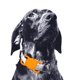 thumbnail image 4 of Collar de soporte para collar de perro para aliviar la ansiedad del perro, 4 of 5