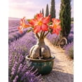 thumbnail image 3 of Premium Desert Rose For Planting-Exquisite Variegated Blossoms-Ideal Yard & Patio Decor(Non-Artificial), 3 of 7