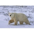 thumbnail image 2 of Grall, Don 24x17 White Modern Wood Framed Museum Art Print Titled - Canada, Wapusk NP Polar bear walking on tundra, 2 of 4