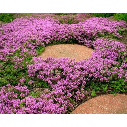 100 Seeds Pink Creeping Thyme Seeds for Planting, Perennial Ground Cover Seeds, Easy To Grow