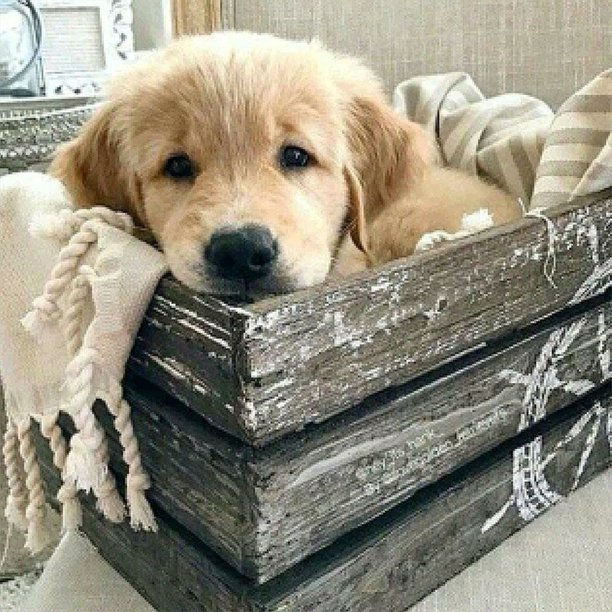 Pintura de diamante 5D DIY Kit de perro de taladro redondo completo Artesanía de decoración del hogar (NH3411) Hugtrwg Para estrenar
