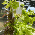 thumbnail image 3 of NEW Hydroponic Planting Medium Block Plant Soilless Matrix Sowing Rock Wool Plug Tray Seedling Cultivation, 3 of 4