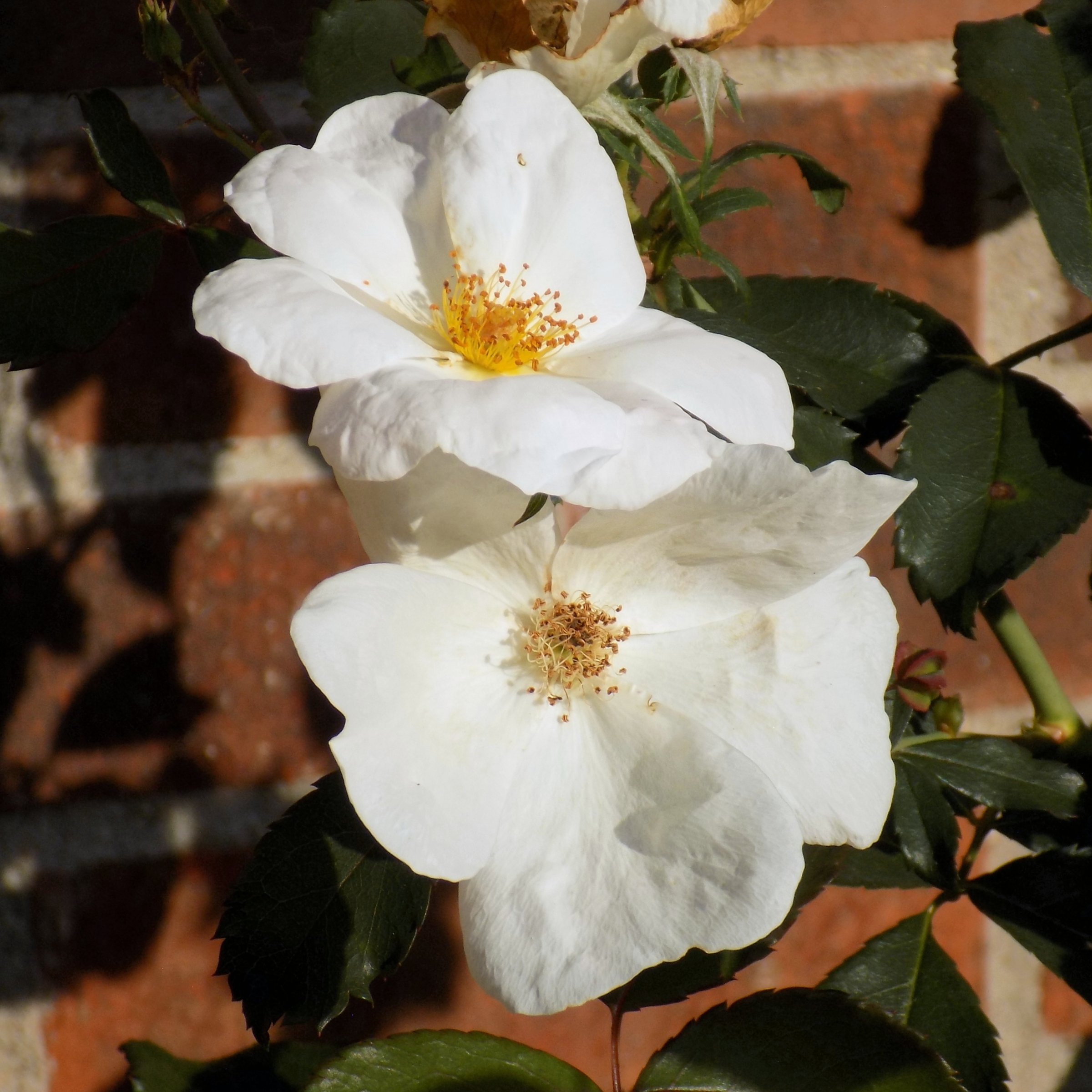 National Plant Network 3 gal. Rose White Knock Out Shrub