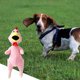thumbnail image 2 of Squeaky Dog Cat Fruit Banana Stuffed Toy Juguete para perro Durable Juguete interactivo para masticar perro pequeño gato reduce el aburrimiento y limpia los dientes, 2 of 5