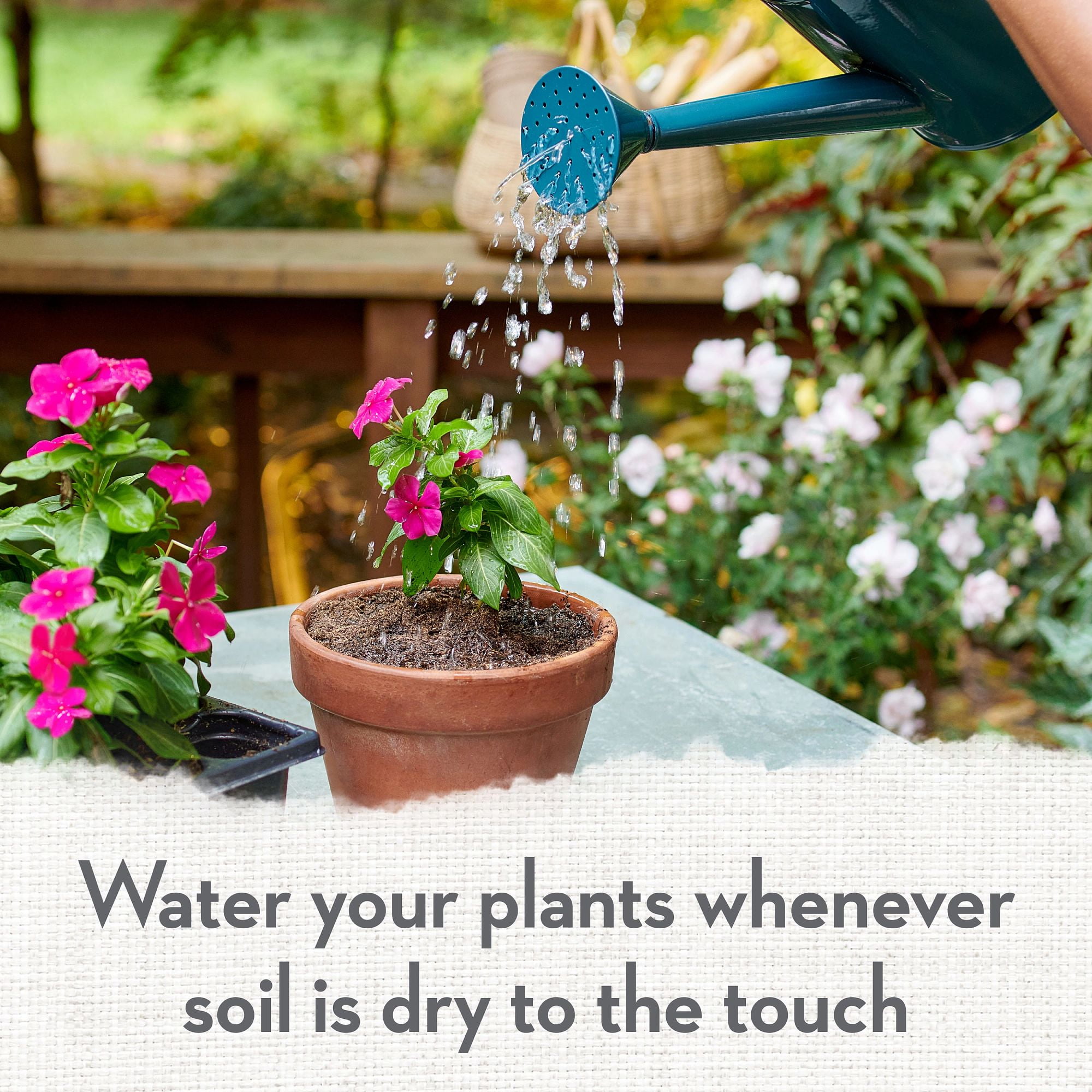 Whitney Farms Organic Potting Soil, 16 Dry qt