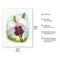 thumbnail image 2 of White Cattleya Orchid - The Queen of Orchids - Hawai’i - Vintage Hawaiian Airbrush Art by Ted Mundorff c.1940s - Fine Art Matte Paper Print (Unframed) 20x26in, 2 of 4