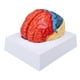 thumbnail image 4 of Modelo anatómico del cerebro humano. Arteria cerebral con particiones a color. Modelo ensamblado del cerebro izquierdo y derecho para el aprendizaje., 4 of 14