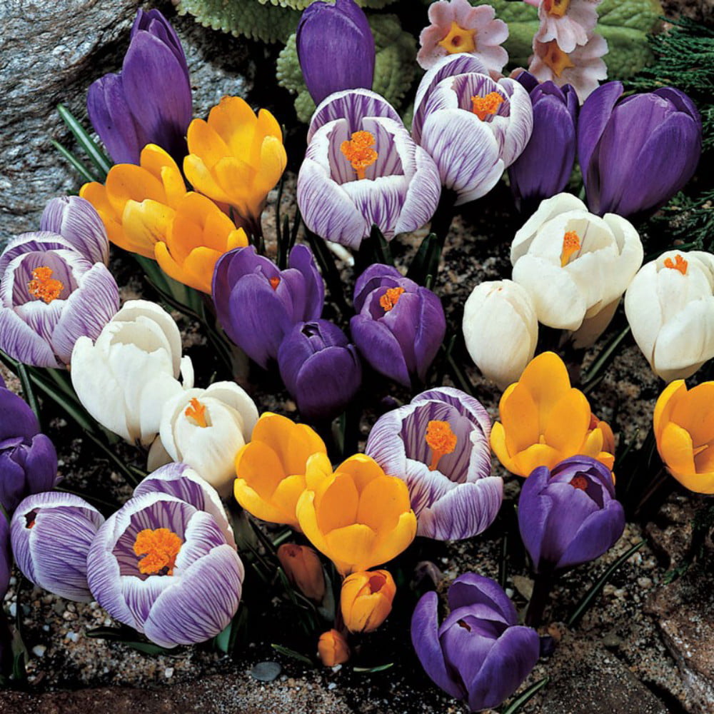 70 Mixed Crocus Bulbs Size 7/8 Spring Flowers Plants 
