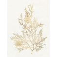 thumbnail image 3 of Goldberger, Jennifer 12x14 Black Modern Framed Museum Art Print Titled - Gilded Algae VIII, 3 of 5