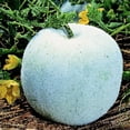 thumbnail image 1 of Gourd Seeds, Wax - Winter Melon Round - 5 Lb Bulk ~36000 Seeds - Non-GMO, Heirloom - Asian Garden Vegetable, 1 of 1