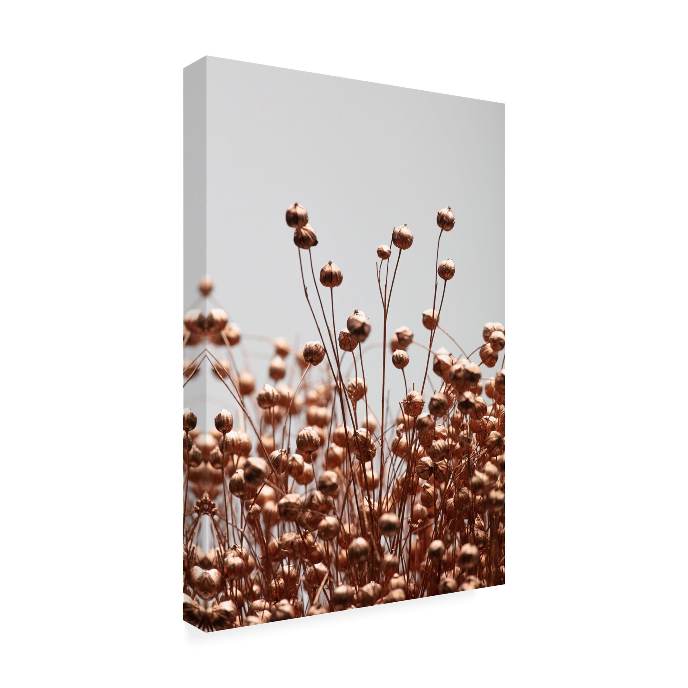 Trademark Fine Art Pictufy Studio Dried Grass Copper 02 Canvas Wall Art