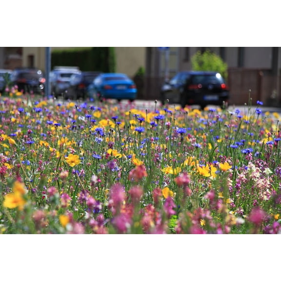 Nature's Seed Annual Wildflower Seed Mix - 1 Lb