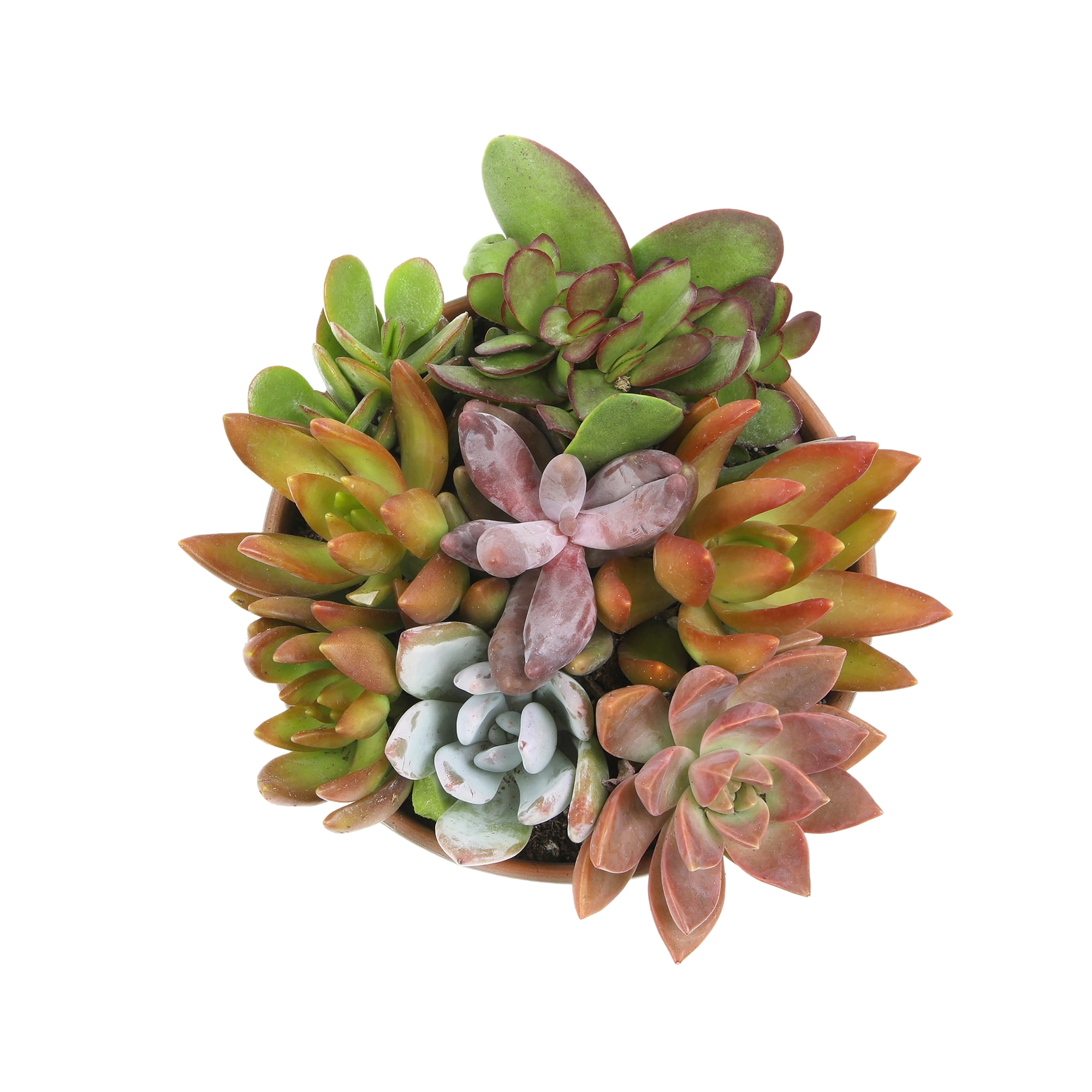 Element Plants Live Succulents Garden Decor, 5" Taupe & Clay Plant Gift, Easy Live Plants, Full Sun