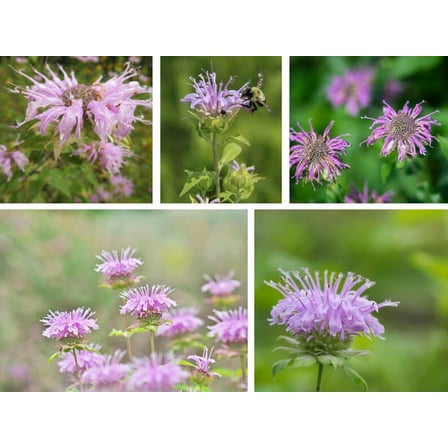 55 Purple Bee Balm Seeds Monarda Fistulosa Edible Wildflower Pollinator Heirloom Horsemint Non