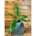 thumbnail image 2 of Philodendron Tiger Tooth, 6" Plant, The Plant Farm, 2 of 3