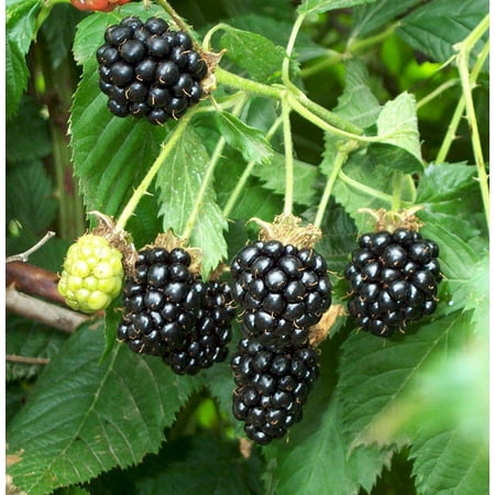 Blackberry Bush Plant - 1 Gallon (Best Time To Plant Blackberry Bushes)