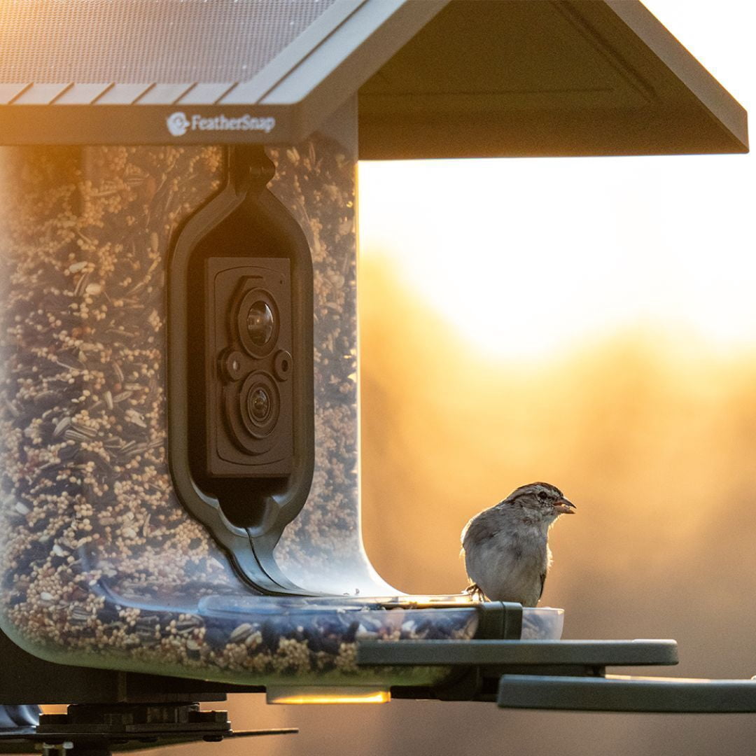 Feathersnap Scout WiFi Solar-Powered Smart Bird Feeder
