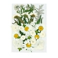 thumbnail image 1 of Real Dried Presse Flowers Leaves Natural Set with Stickers, 1 of 1