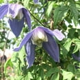 thumbnail image 3 of Clematis Alpina Blue Dancer - Live Starter Plant in a 2 Inch Growers Pot - Starter Plants Ready for The Garden - Rare Clematis for Collectors, 3 of 7