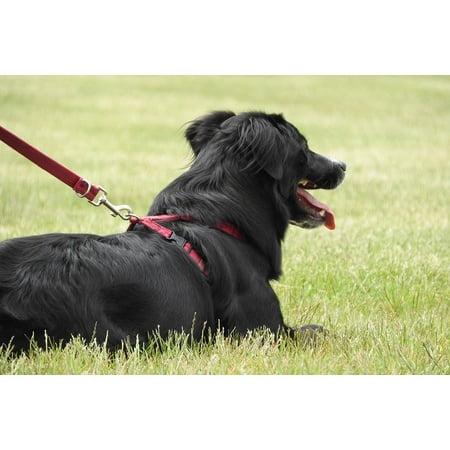 - LAMINATED POSTER Black Dog Collie Dog Harness Border Collie Guide Poster Print 24 x 36
