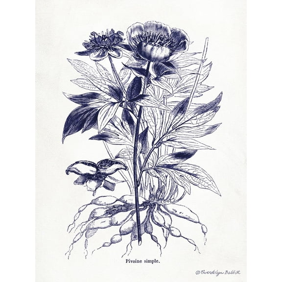 Art.com Indigo Botanical III Art Print by Gwendolyn Babbitt, 12" x 16"