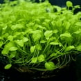 BUY2GET1 Potted Monte Carlo (Micranthemum Tweediei) Freshwater Plants