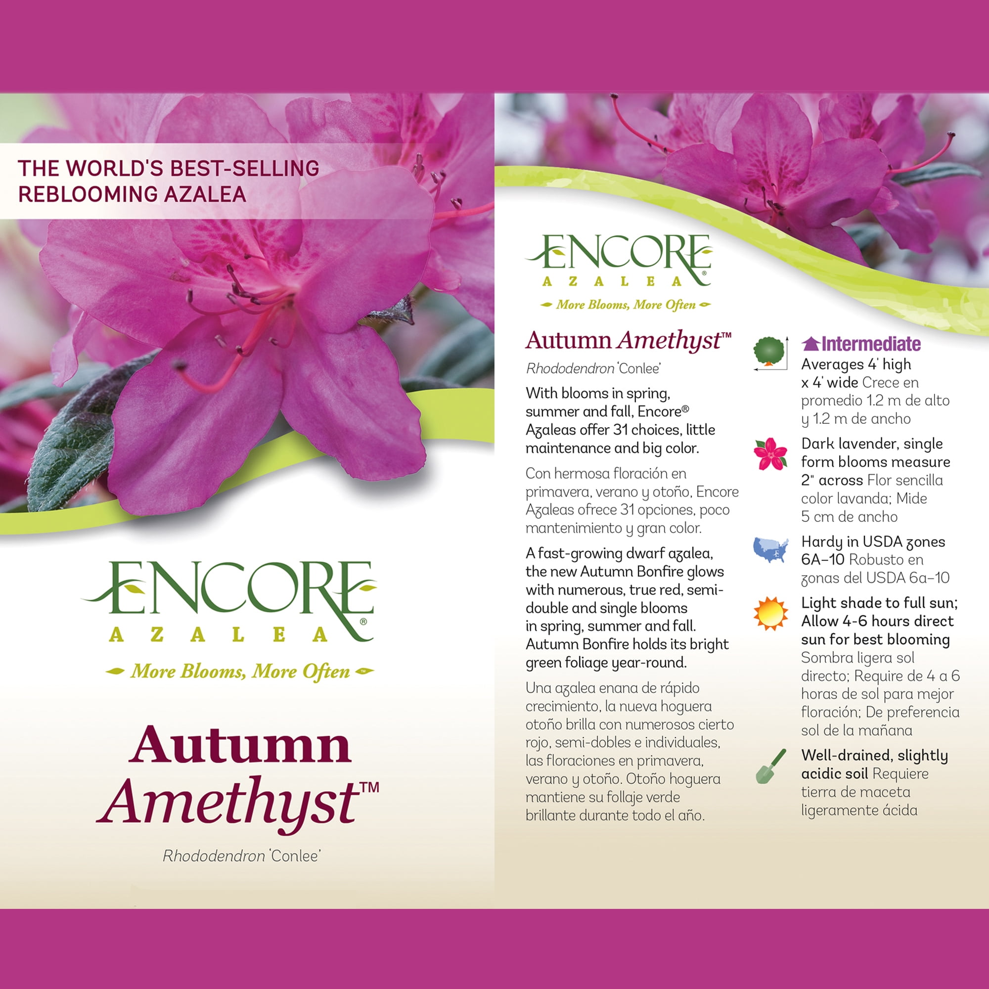 Encore Azalea Autumn Amethyst Shrub (5 Gallon)