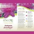 thumbnail image 5 of Encore Azalea Autumn Amethyst Live Shrubs, 5 of 9