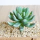 thumbnail image 1 of Plantas de Cactus de imitación plástico Artificial decoración para hogar manualidades de bricolaje 1 pieza 16 x 9cm verde claro Colco Cactus Artificial Suculento, 1 of 7