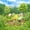 Camping 05, variant on Erosebridal Happy Camping Adventure Twin Quilt Set,Rustic Cabin Jungle Bear Twin Coverlet Set For Kids,2 Pieces