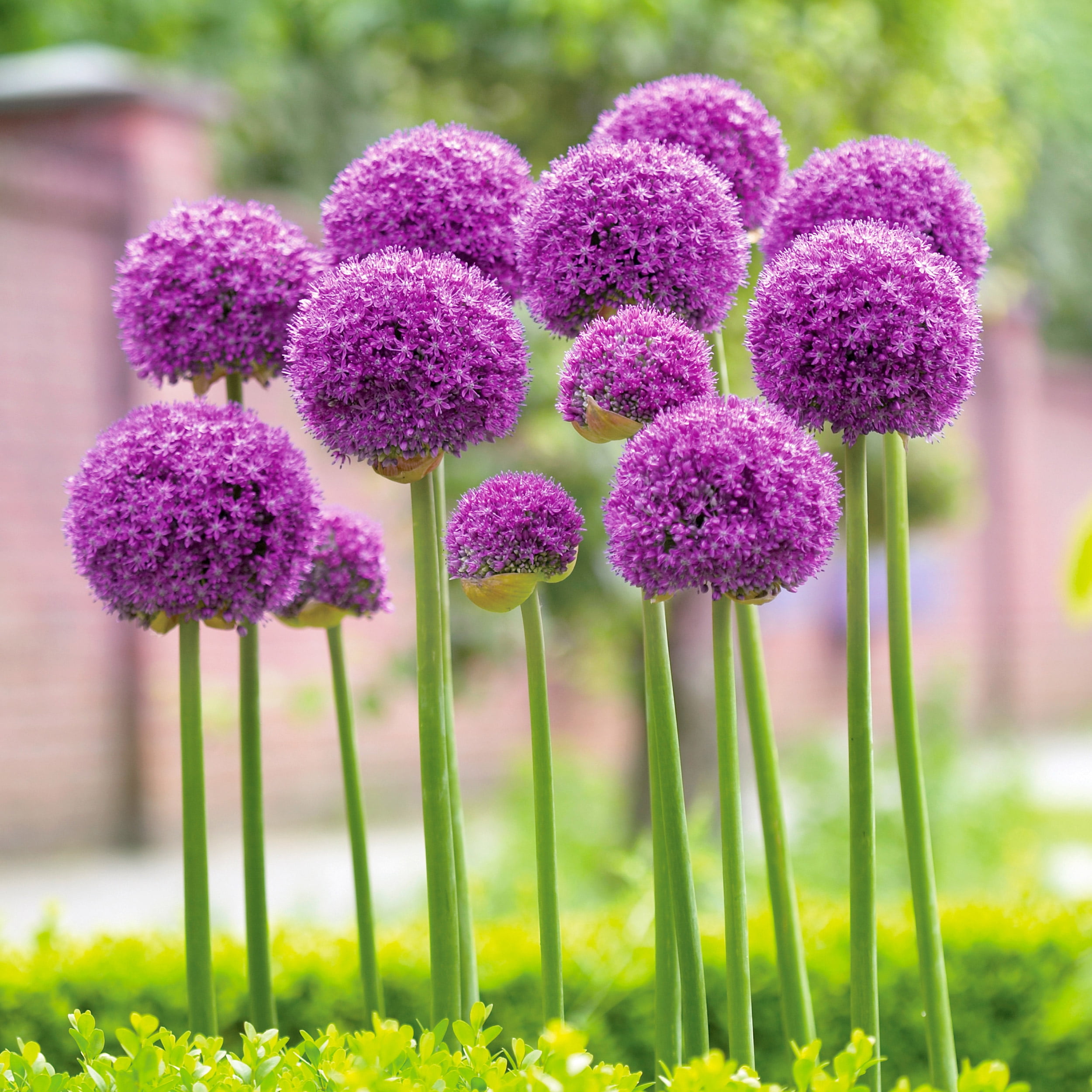 allium ☆ Van Zyverden Allium Giant Gladiator Set of 6 Bulbs Purple Partial