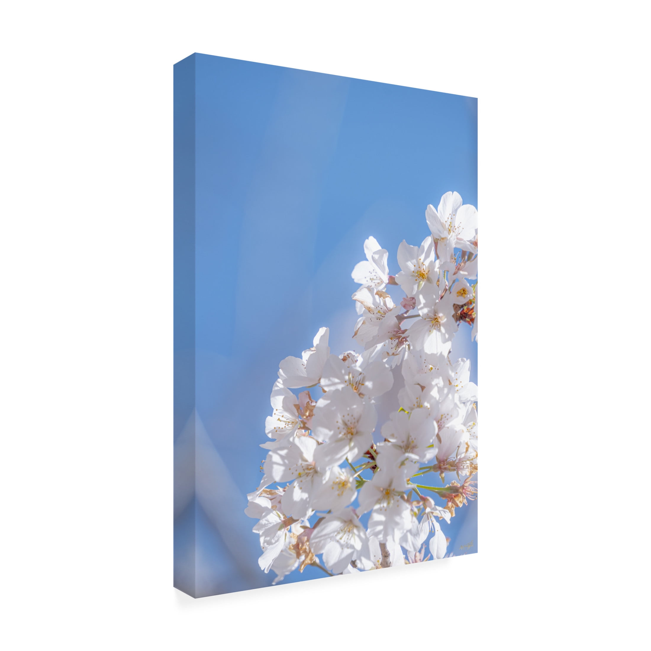 Canvas Wall Art - Life BeautifuLEE 'White Flowers Kissing Blue Sky 5' Wall Art for Living Room, Bedroom, or Office Décor by Trademark Fine Art - 16 x 24 Inches