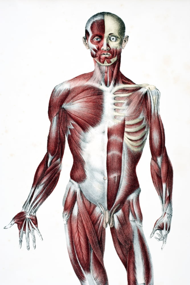 Front Of The Male Human Body Showing Muscles Sinews And Bones From The Vessels Of The Human Body ...