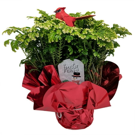 Selaginella Christmas Fern Frosty Fern with Bird - Selaginella - Easy to Grow - 4
